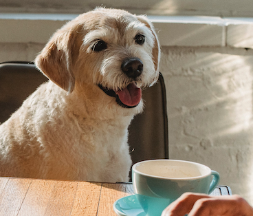 Glad hund som som sitter ved kjøkkenbordet og ser på en person som fyller ut superrask søknad.